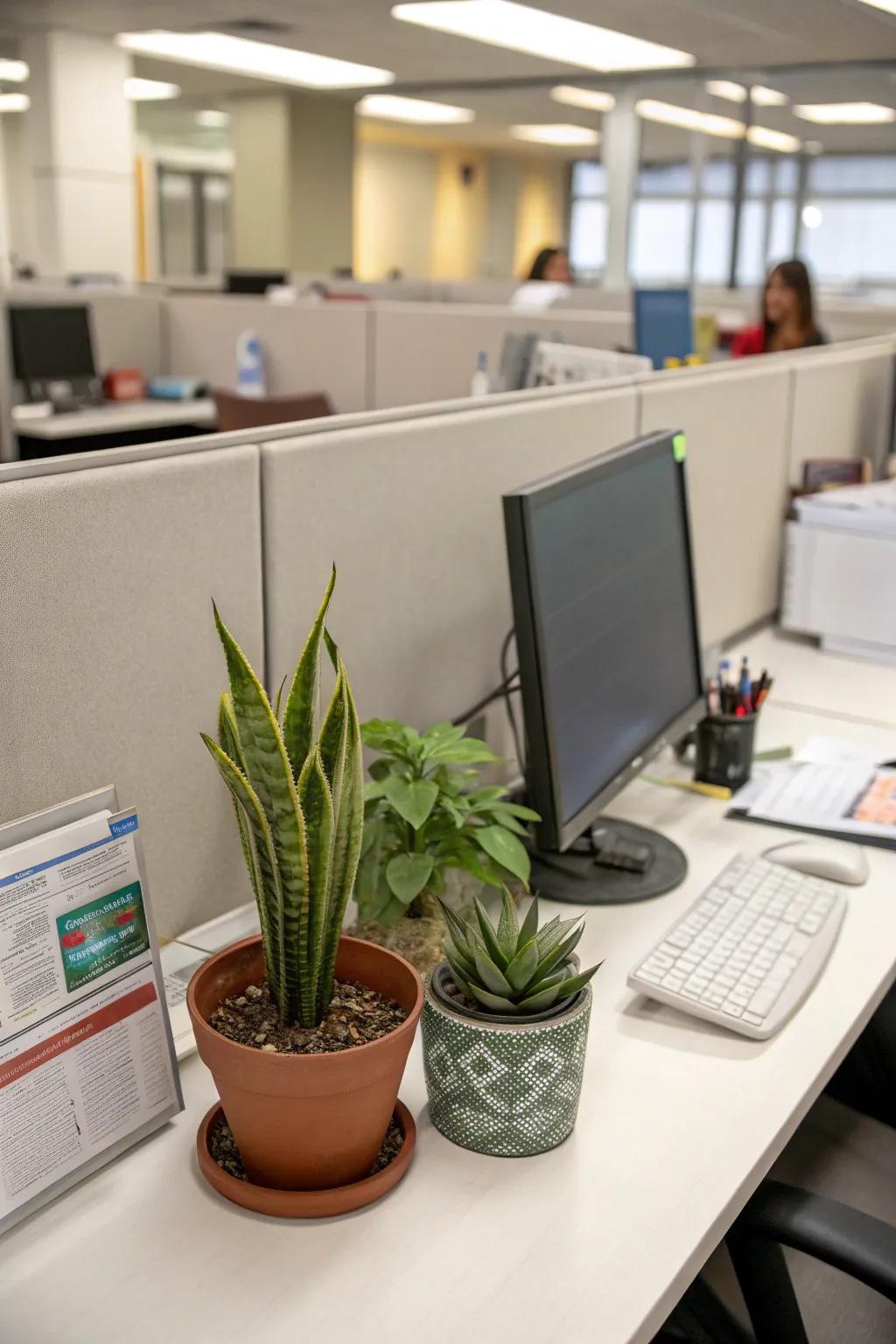 Succulents and snake plants bring a refreshing touch of nature to your cubicle.