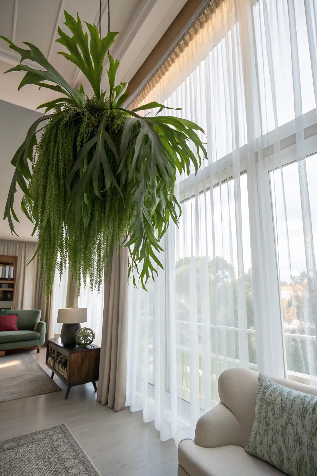 A staghorn fern gracefully hanging near a window in a living space.