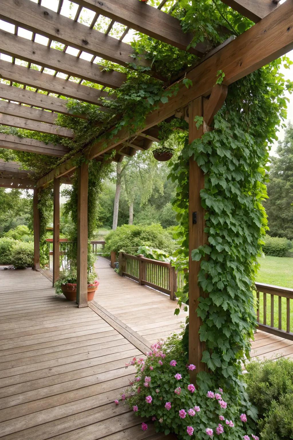 A serene deck with a pergola, showcasing climbing vines that provide natural shade.