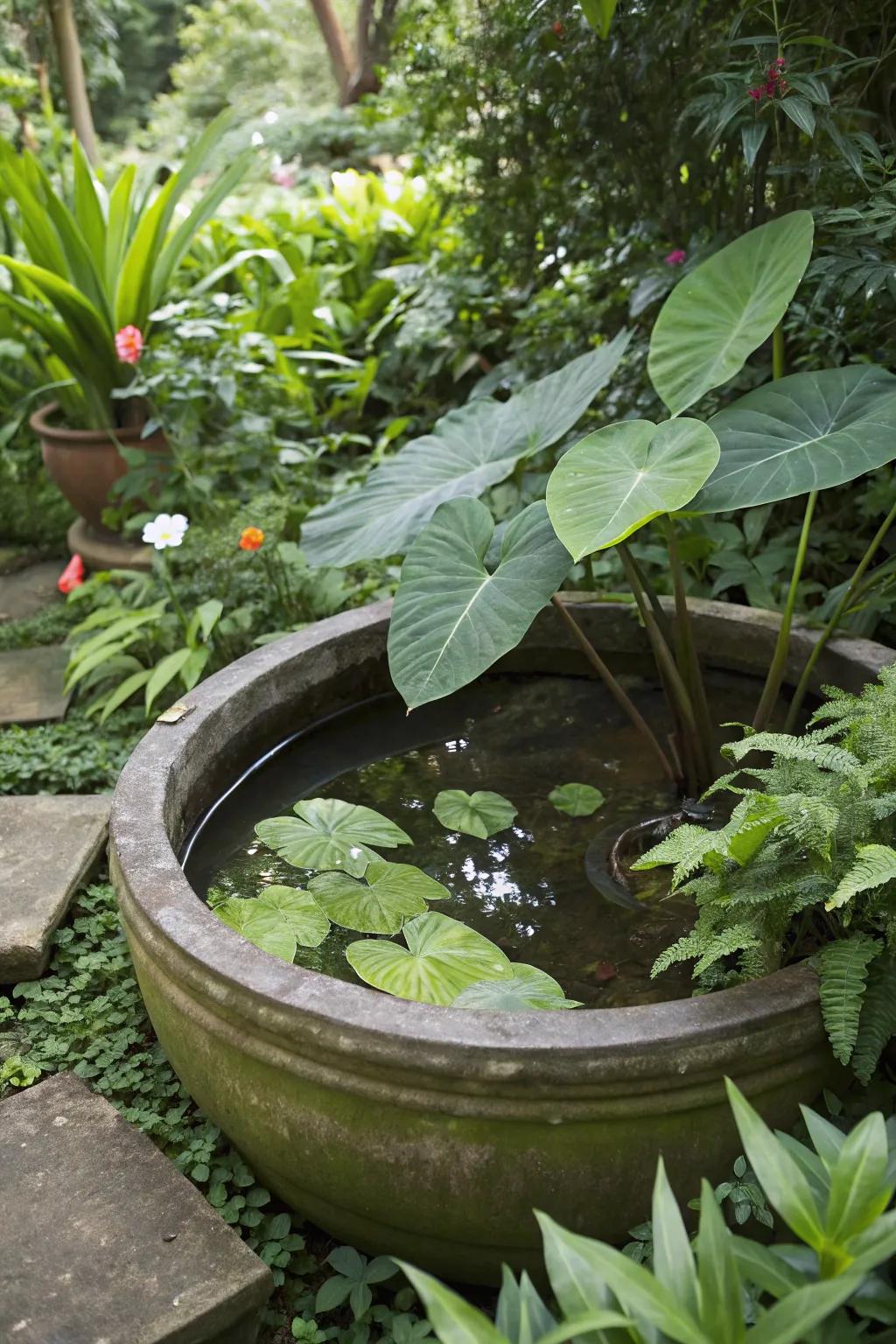 A natural bee watering station using large leaves for landing.