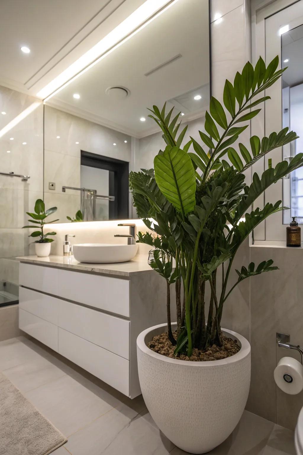 ZZ Plants are ideal for bathrooms with their low maintenance needs.