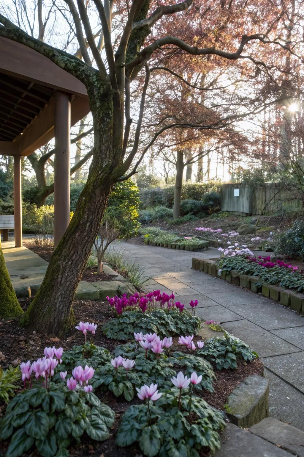 Cyclamen provides winter blooms in shaded areas.