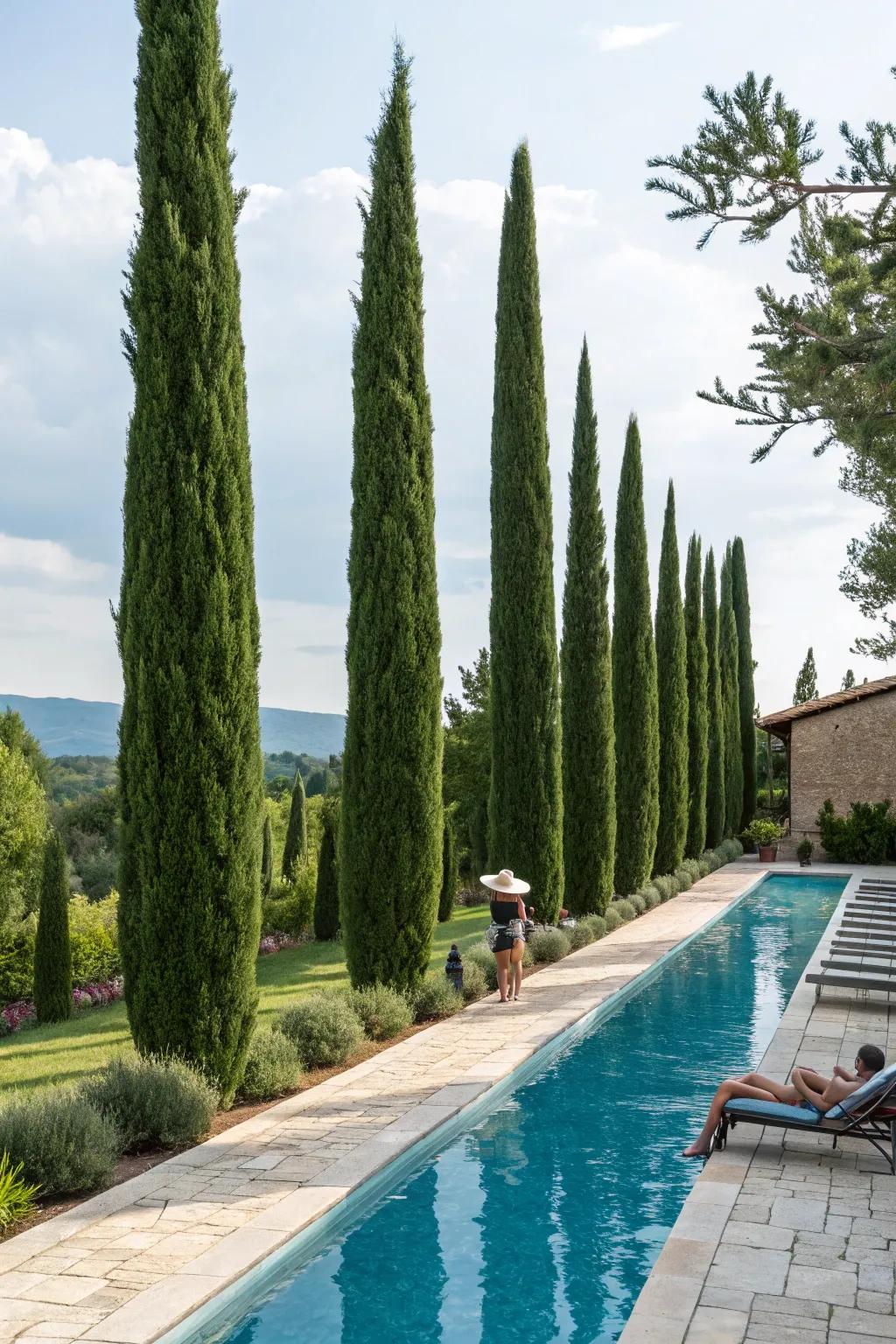 Elevate your poolside with the elegance of Italian cypress trees.