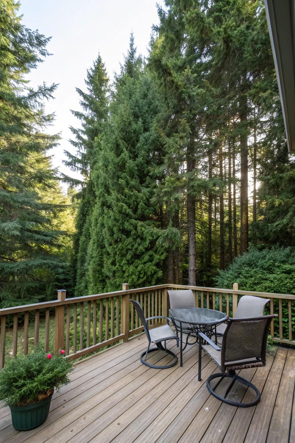 Dense evergreens offer a year-round privacy barrier around this inviting deck.