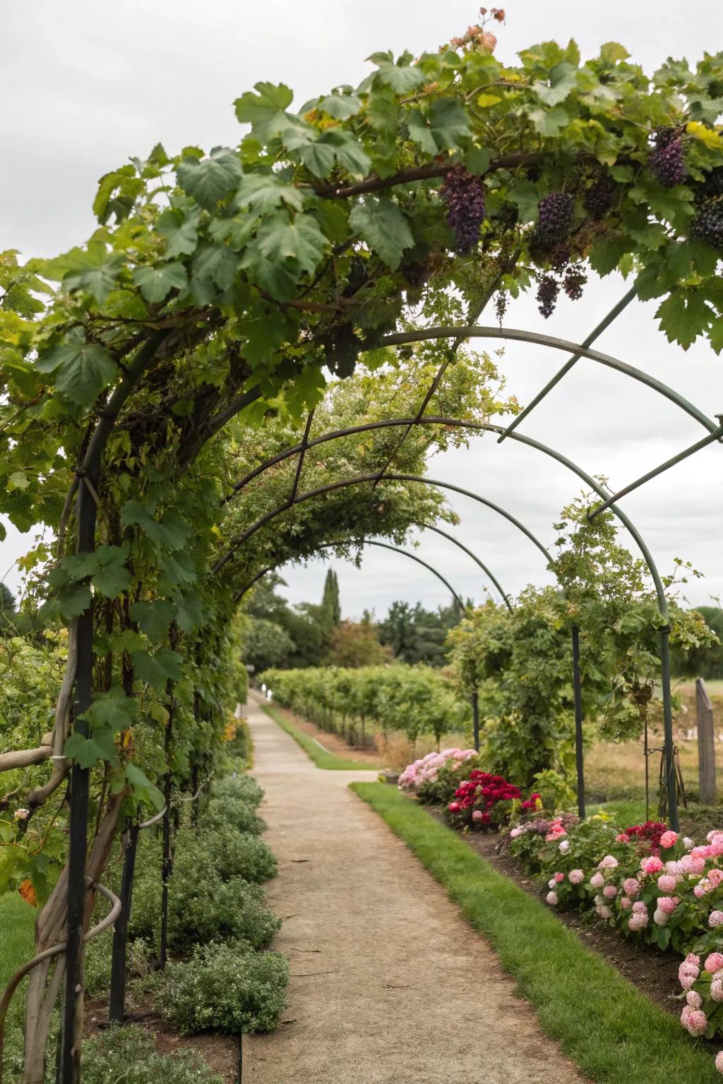 Edible vines add both beauty and bounty to arch trellises.