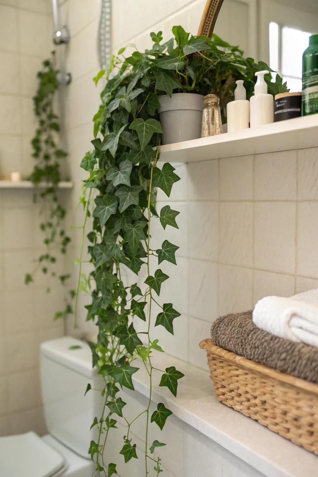 English Ivy brings a classic touch of nature to bathrooms.