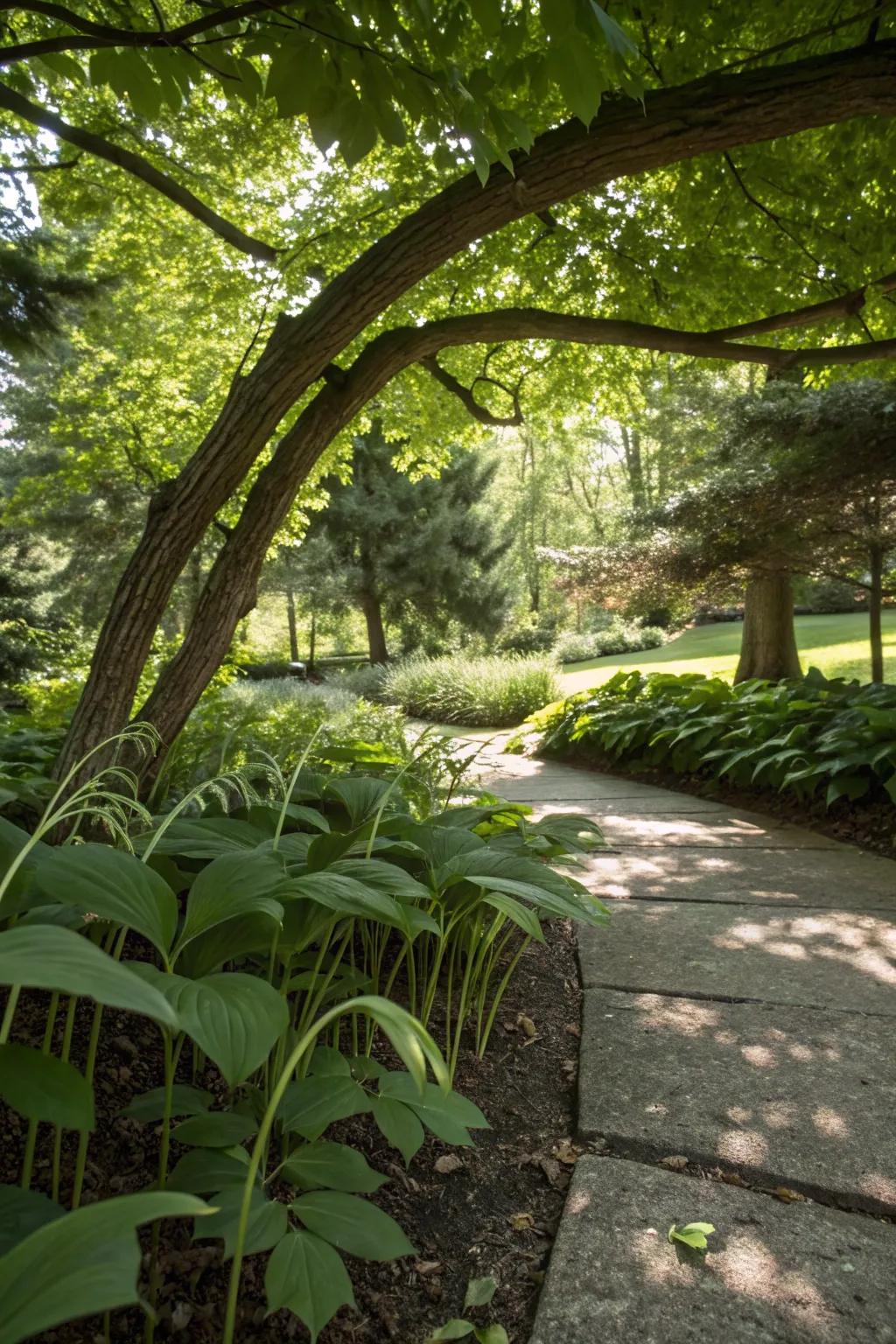 Solomon's Seal adds graceful arches to shaded areas.