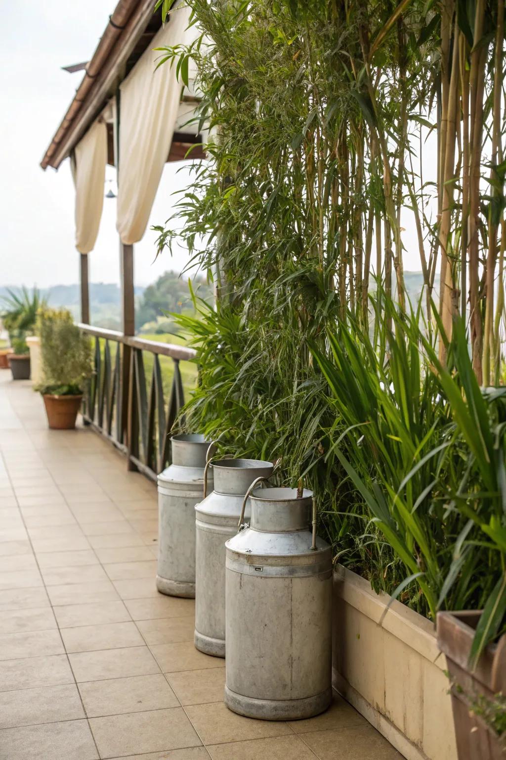 Milk cans filled with tall plants offer a stylish privacy solution.