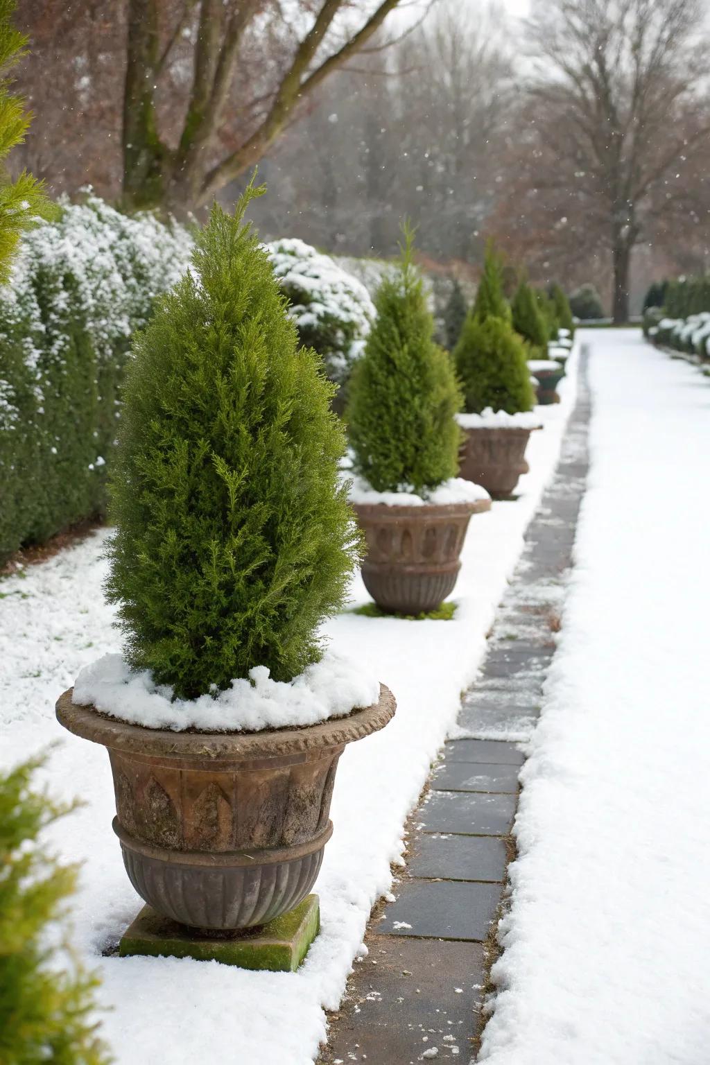 Juniper plants add greenery and fragrance to the holiday season.