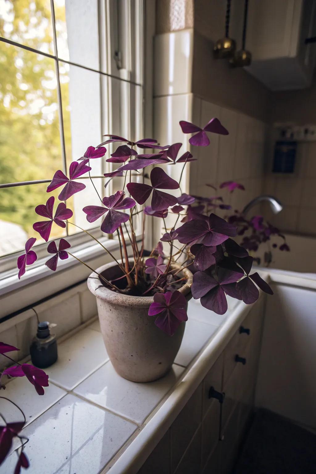 Purple Oxalis adds a unique splash of color to bathrooms.