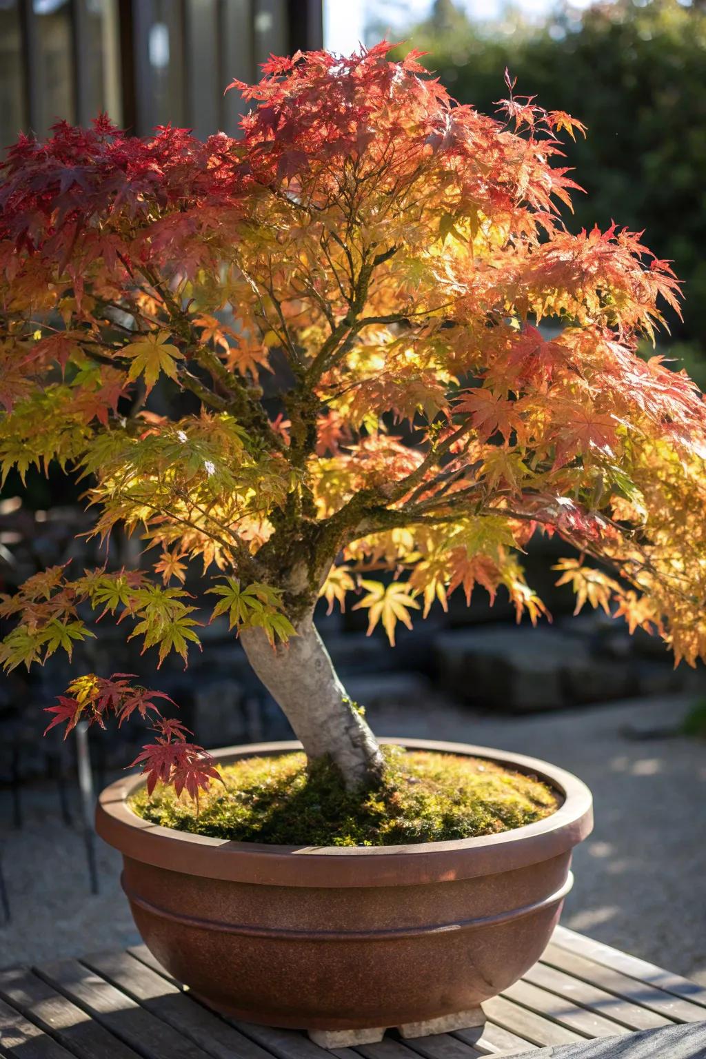 Japanese maple adds elegance with its stunning foliage and slow growth.