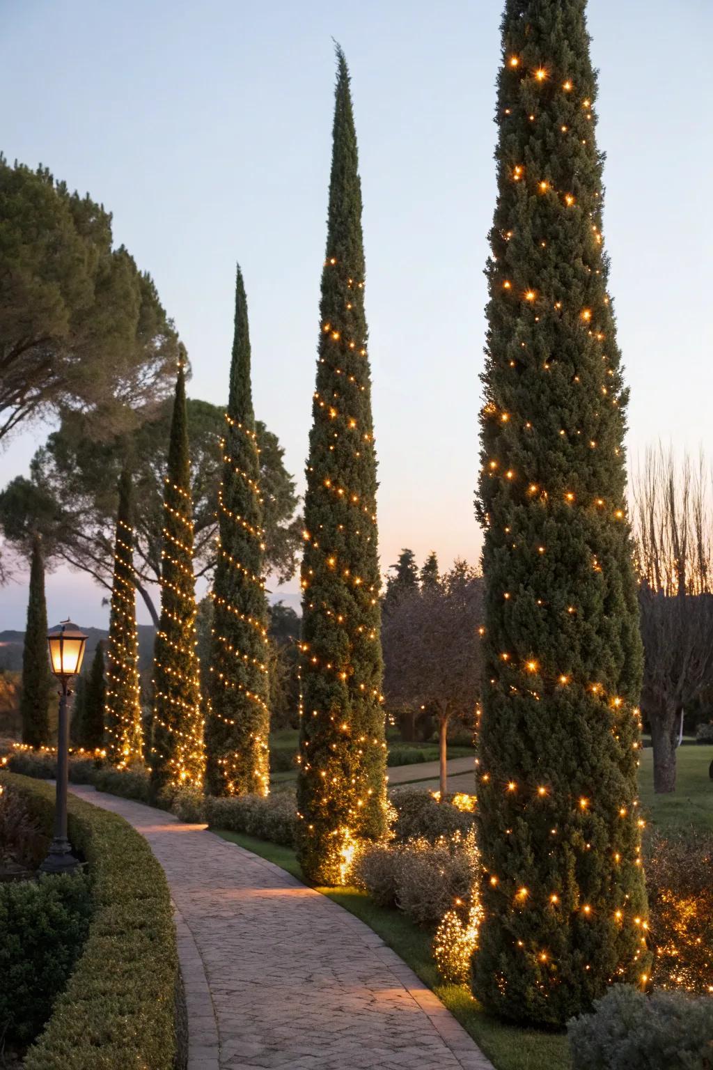 Enhance seasonal decor with the natural elegance of Italian cypresses.