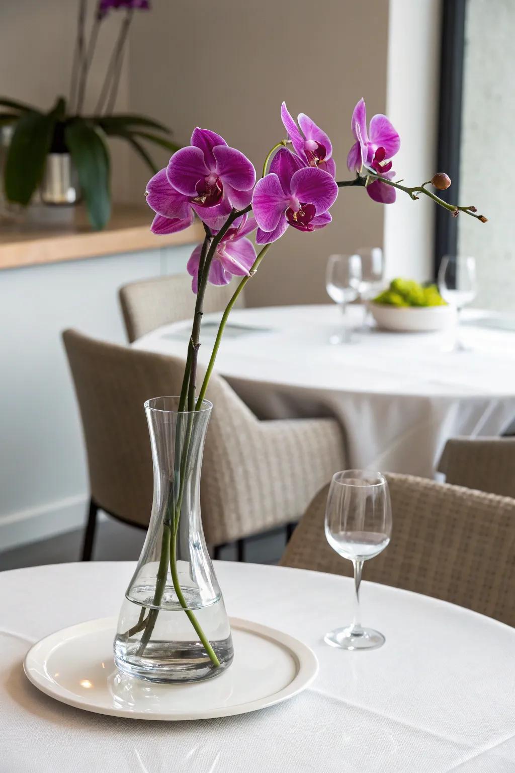 Minimalist purple orchid for a modern and elegant display.