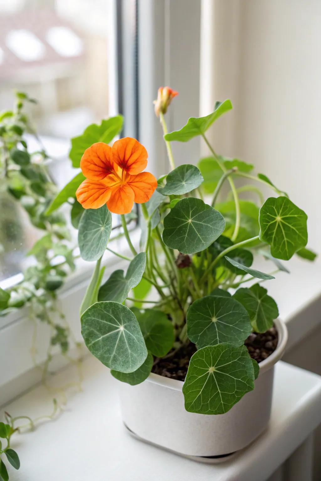 Discover the colorful charm of nasturtiums in your Aerogarden – a delightful blend of beauty and flavor.