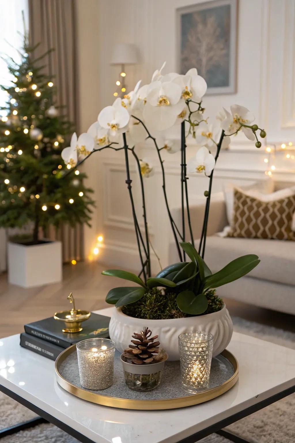 Moth orchids add elegance and sophistication to holiday décor.