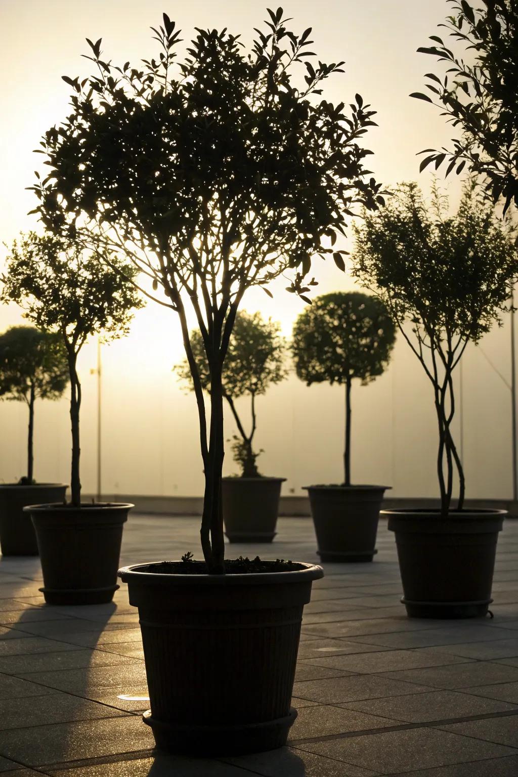 Backlighting adds depth and charm to potted garden trees.