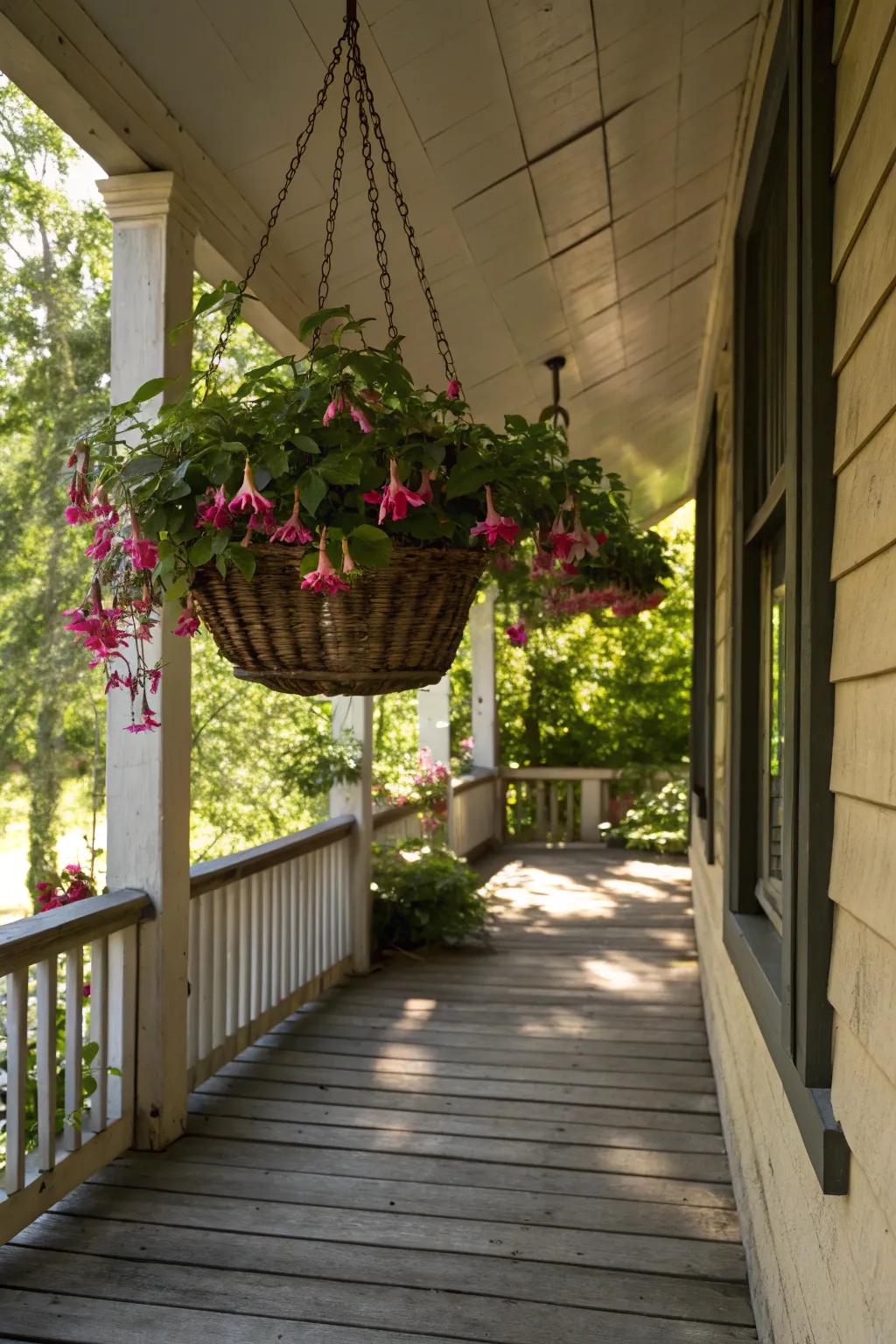 Fuchsias offer elegance and attract hummingbirds.