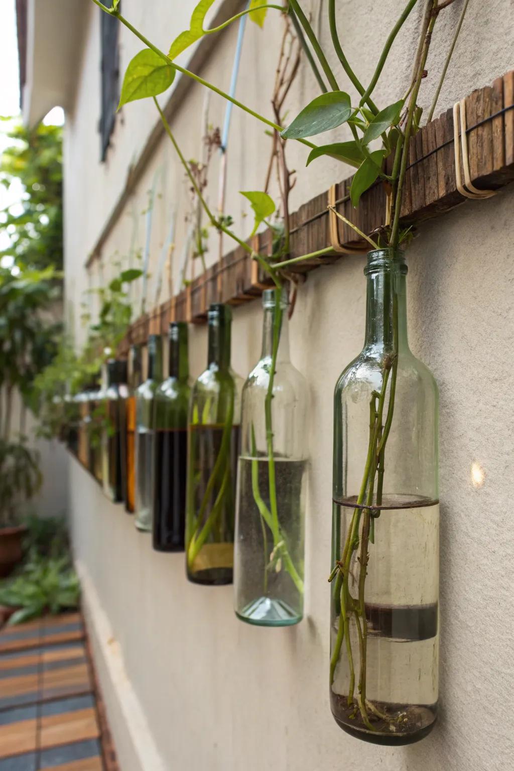 Repurposed wine bottles add elegance and eco-friendliness to the propagation wall.