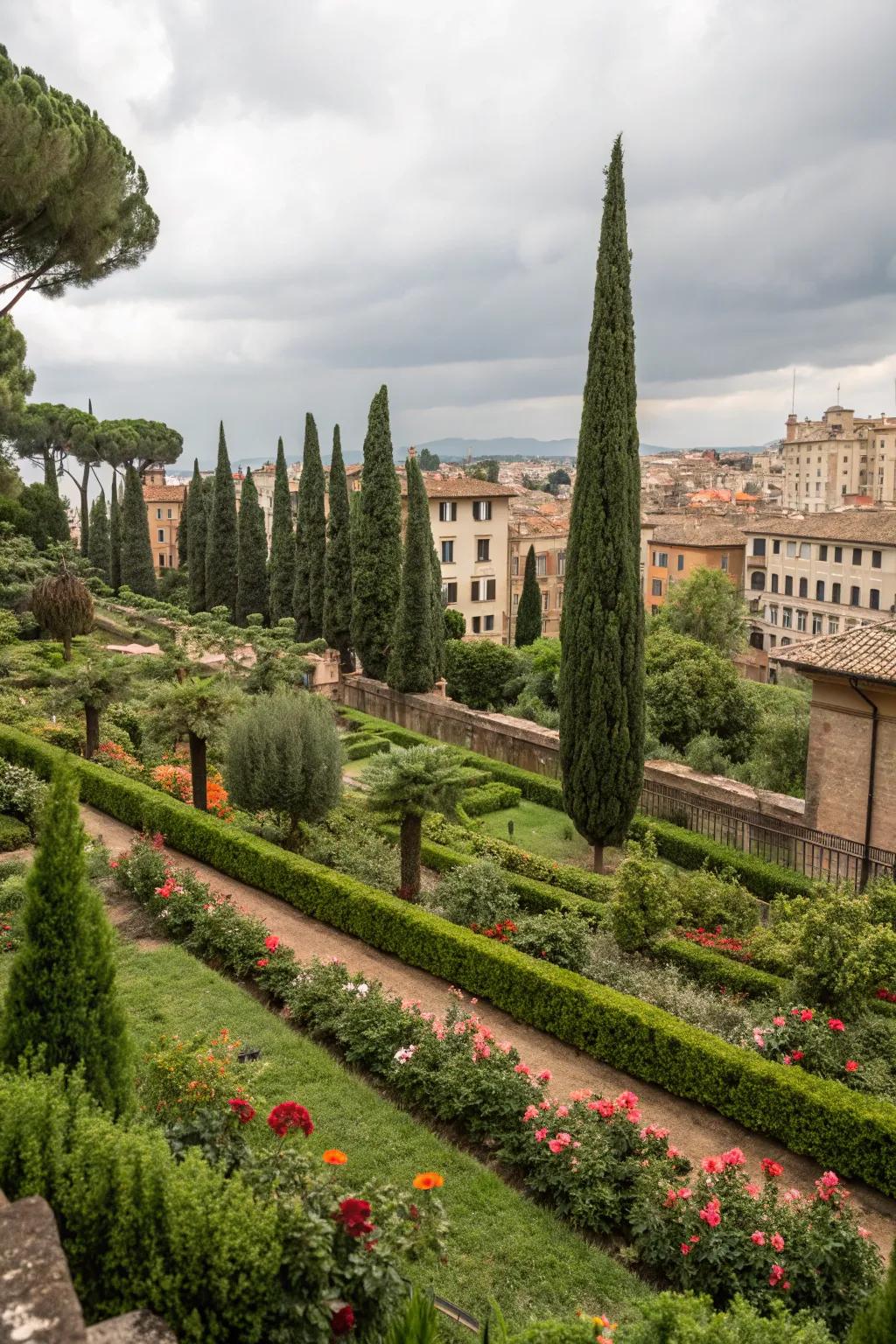 Transform urban spaces into lush oases with Italian cypress trees.