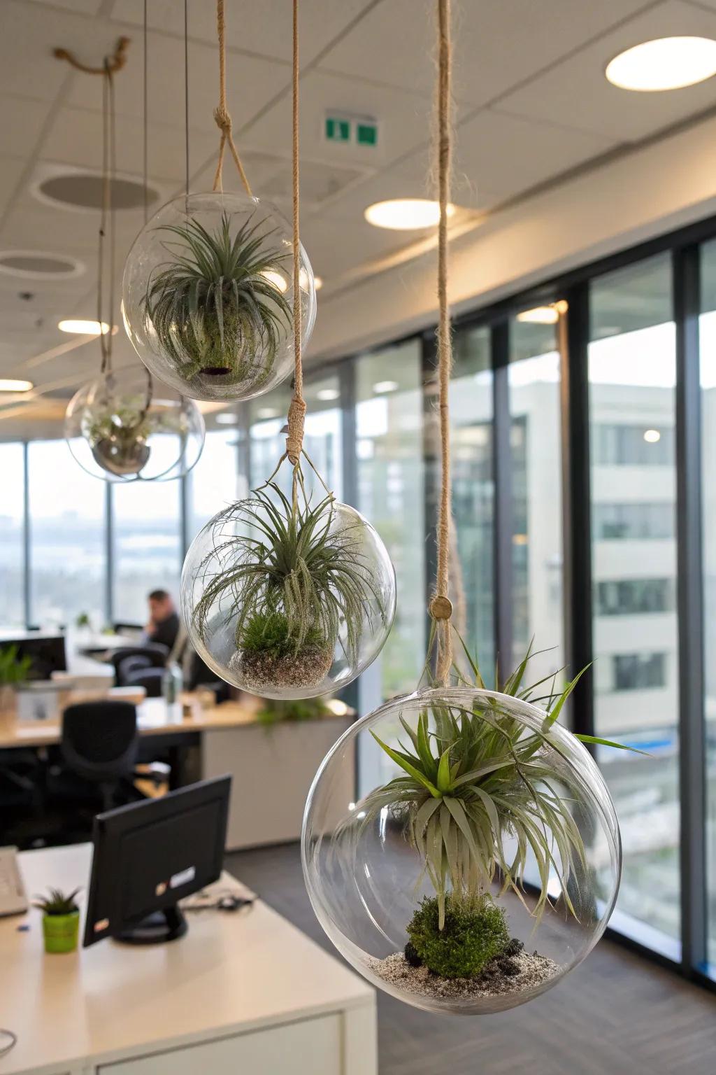 Modern elegance with air plants in glass orbs.