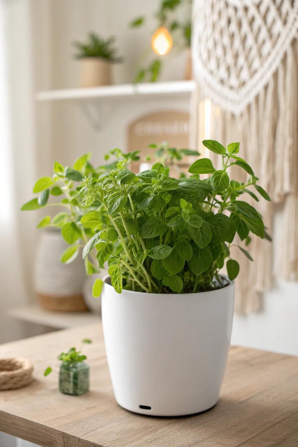 Fresh Oregano Bliss: Elevate your culinary creations with home-grown herbs.