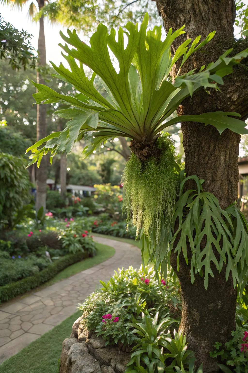 A staghorn fern naturally mounted on a tree.