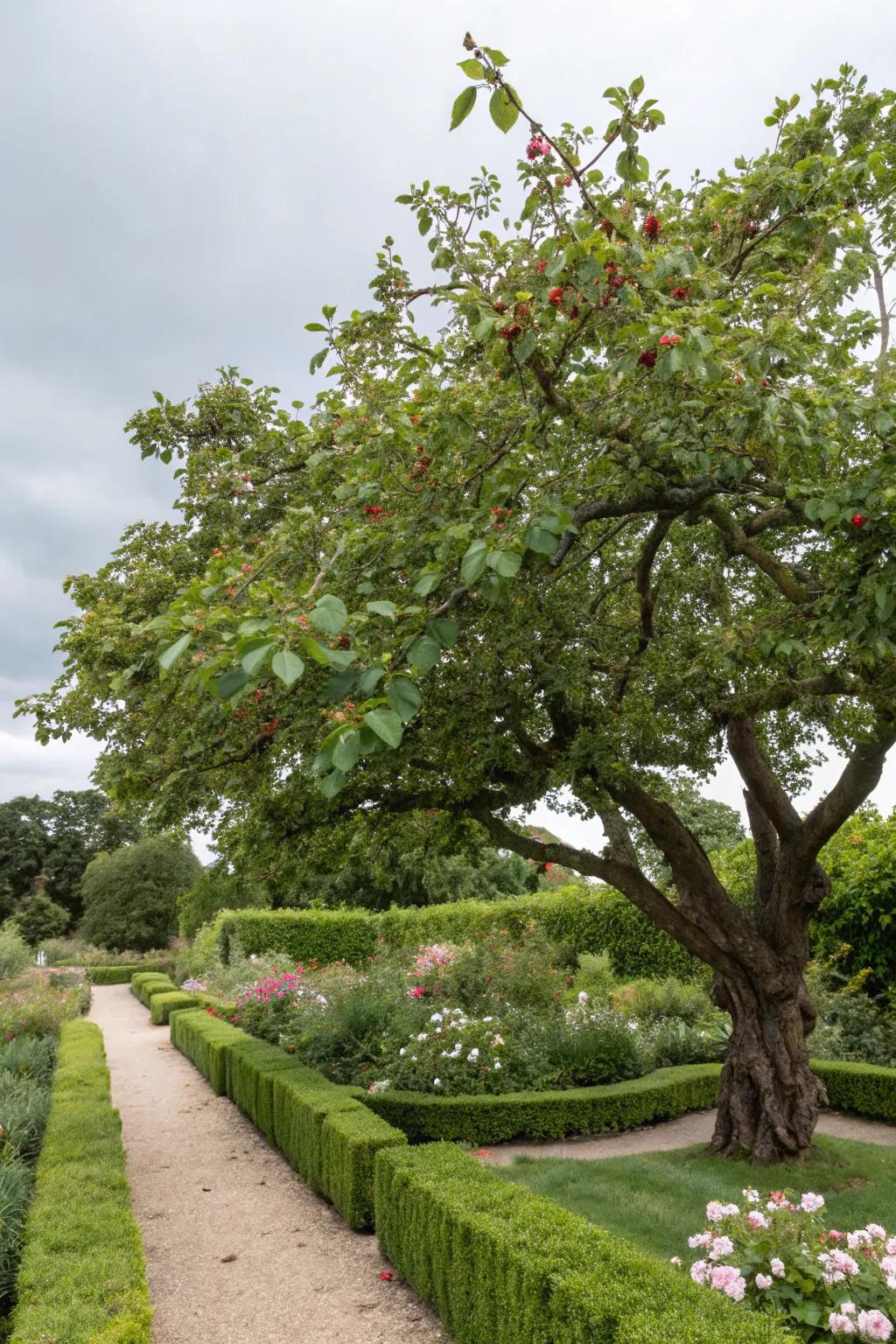 A majestic mulberry tree providing shade and berries.