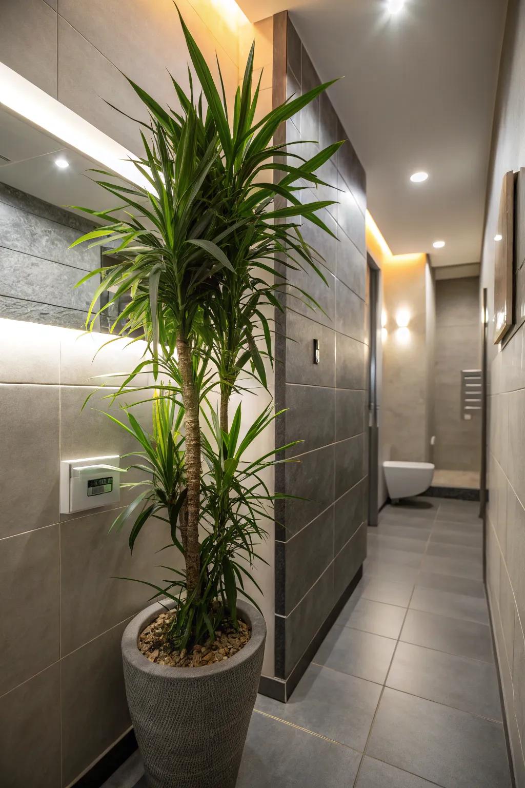 Dragon Plants are ideal for narrow spaces with their tall, slender stature.