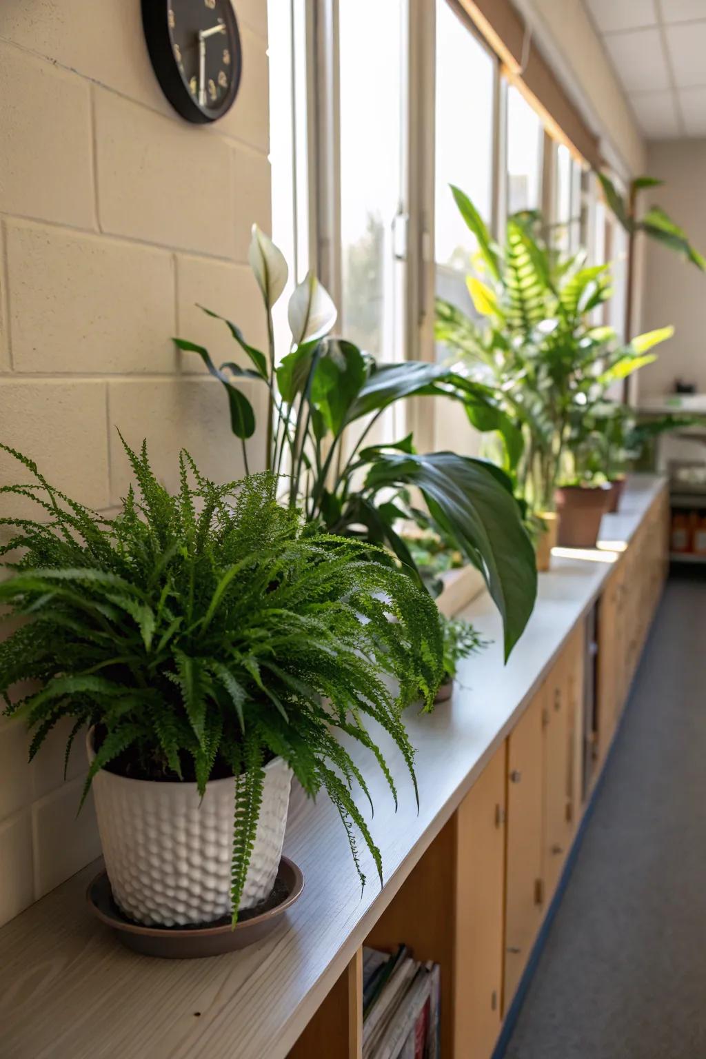 Greenery to enliven any classroom.