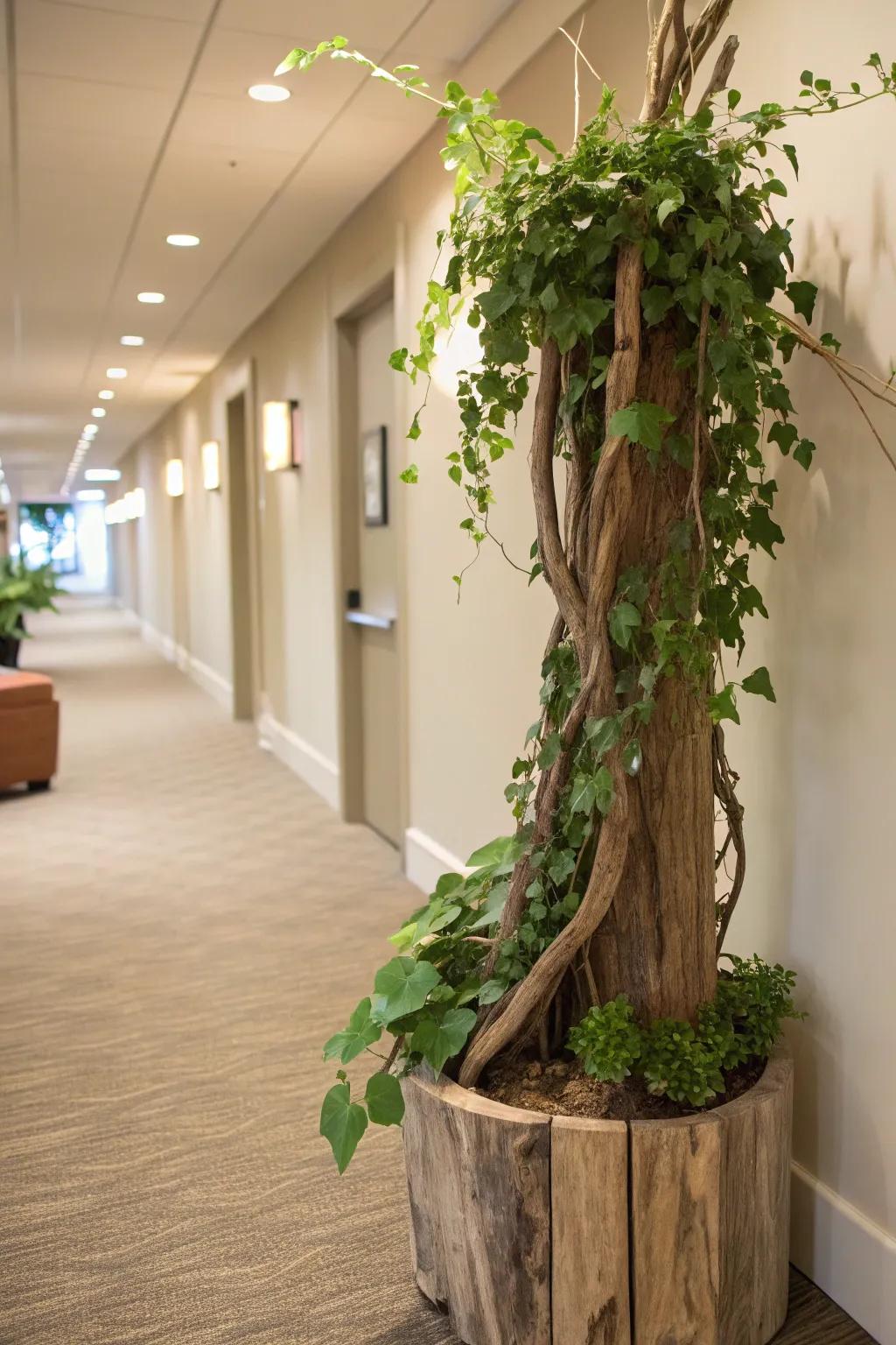 Dynamic driftwood planter with cascading vines, adding movement to a hallway.