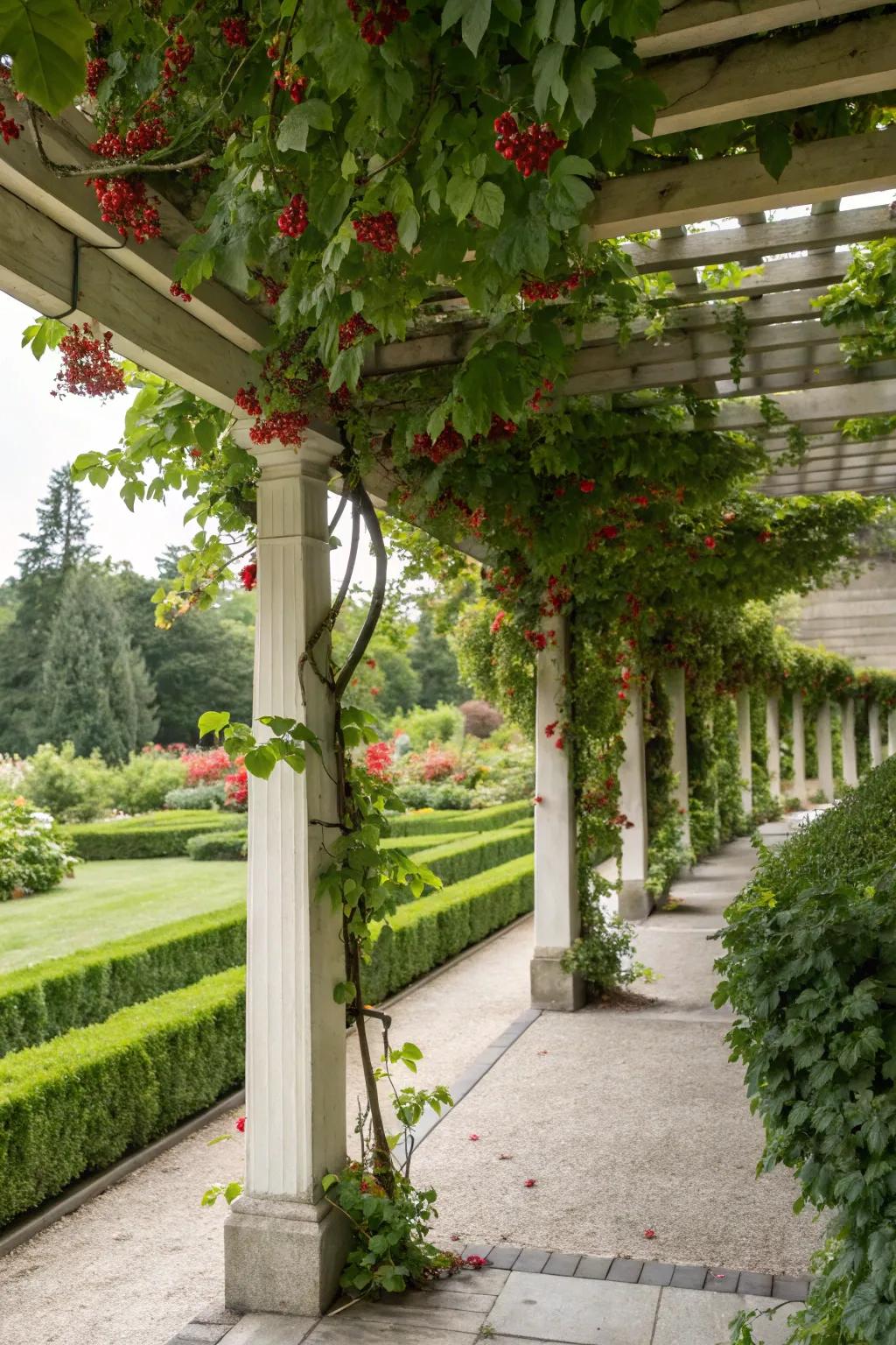 A berry-covered pergola creating a charming garden feature.