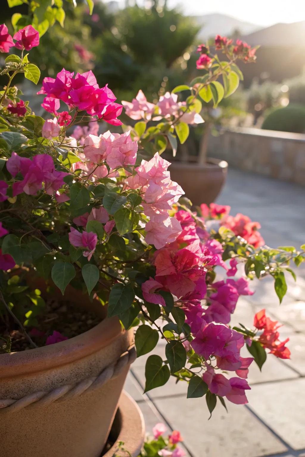 Bougainvillea's vibrant bracts make it a showstopping sun lover.