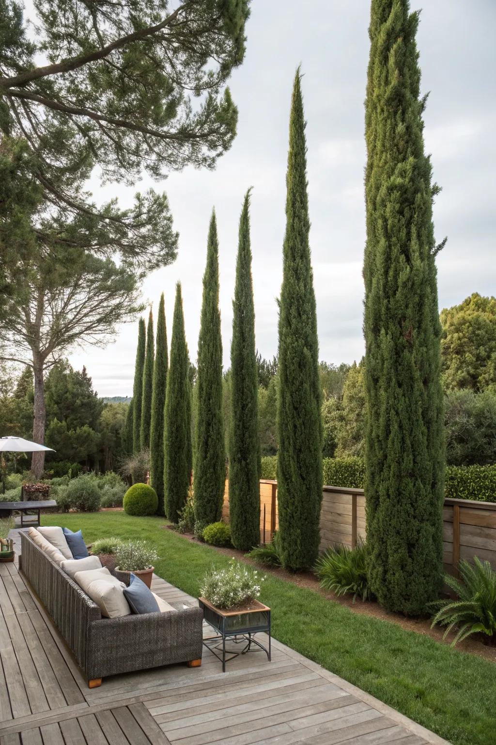 Turn your backyard into a retreat with the privacy of Italian cypress trees.