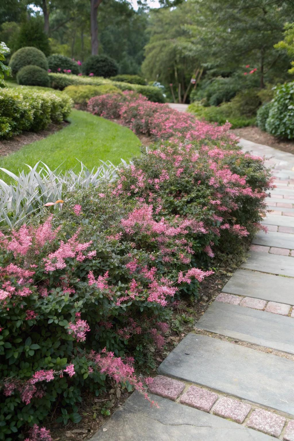 Define garden beds with the structured elegance of loropetalum.