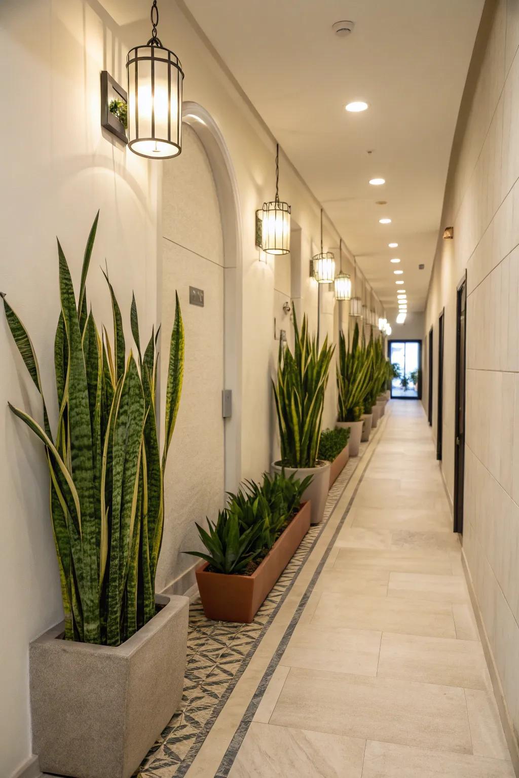 Hallway brightened by a row of faux snake plants.