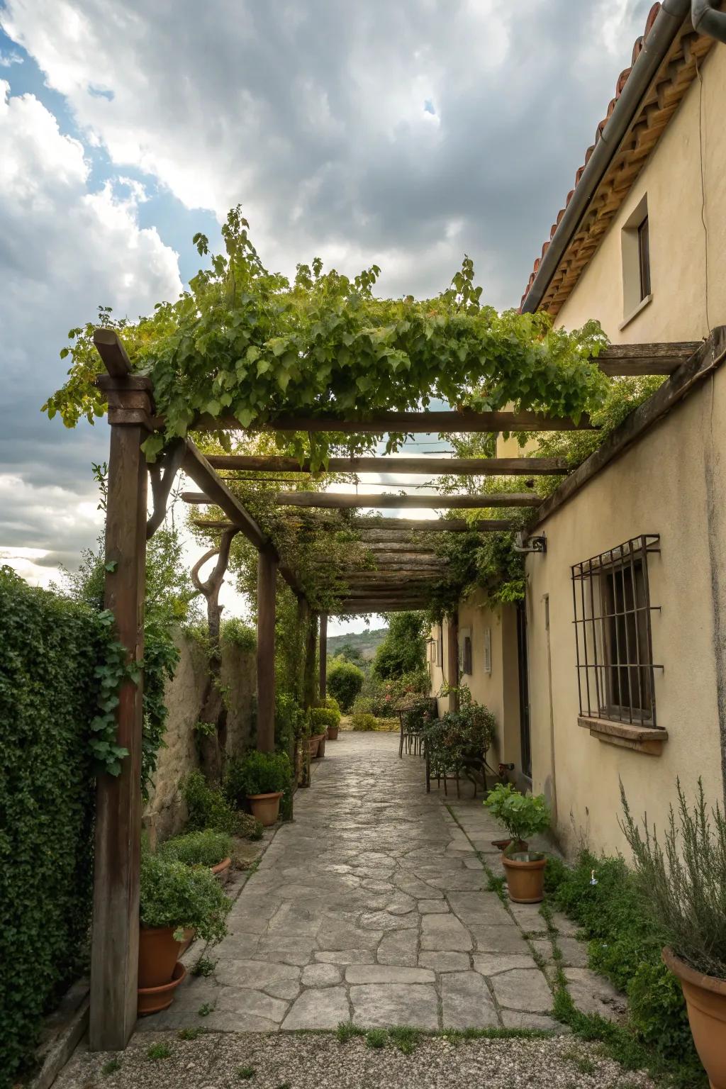 A small courtyard with a wooden pergola covered in climbing greenery.