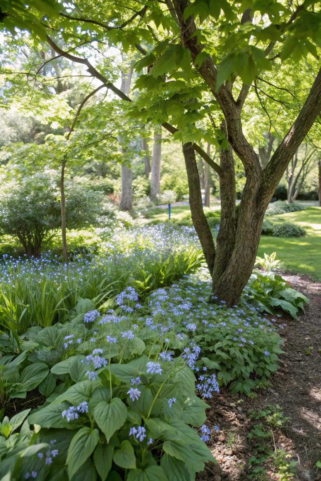 Brunnera adds forget-me-not charm to shaded areas.