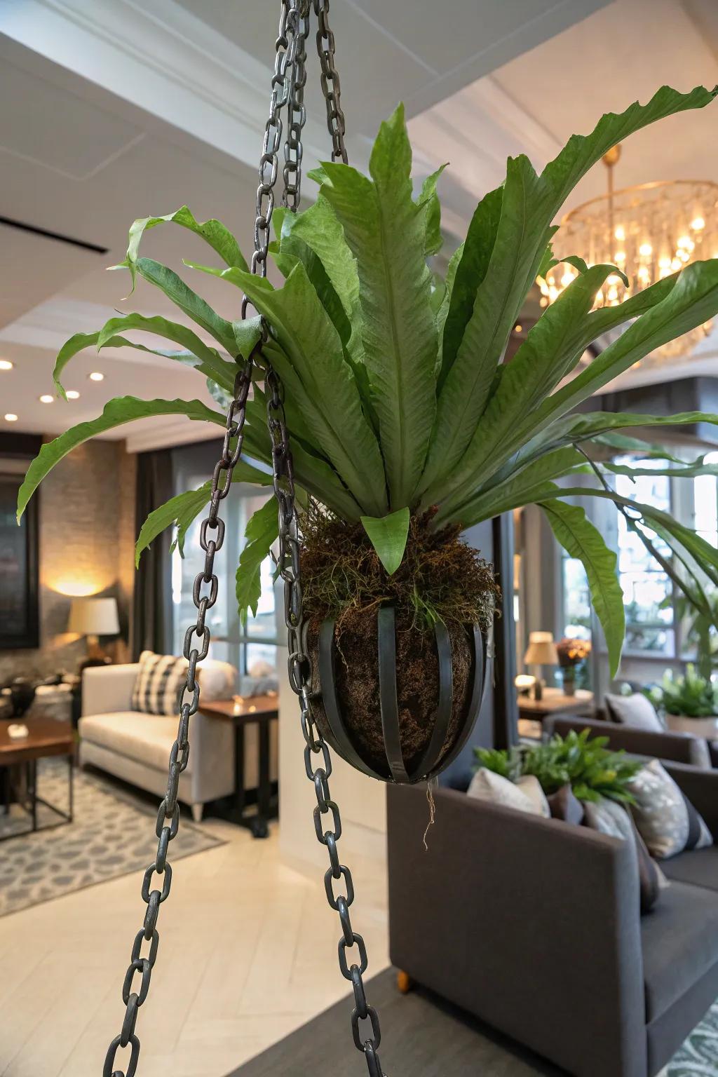 A staghorn fern securely hung with a steel chain.