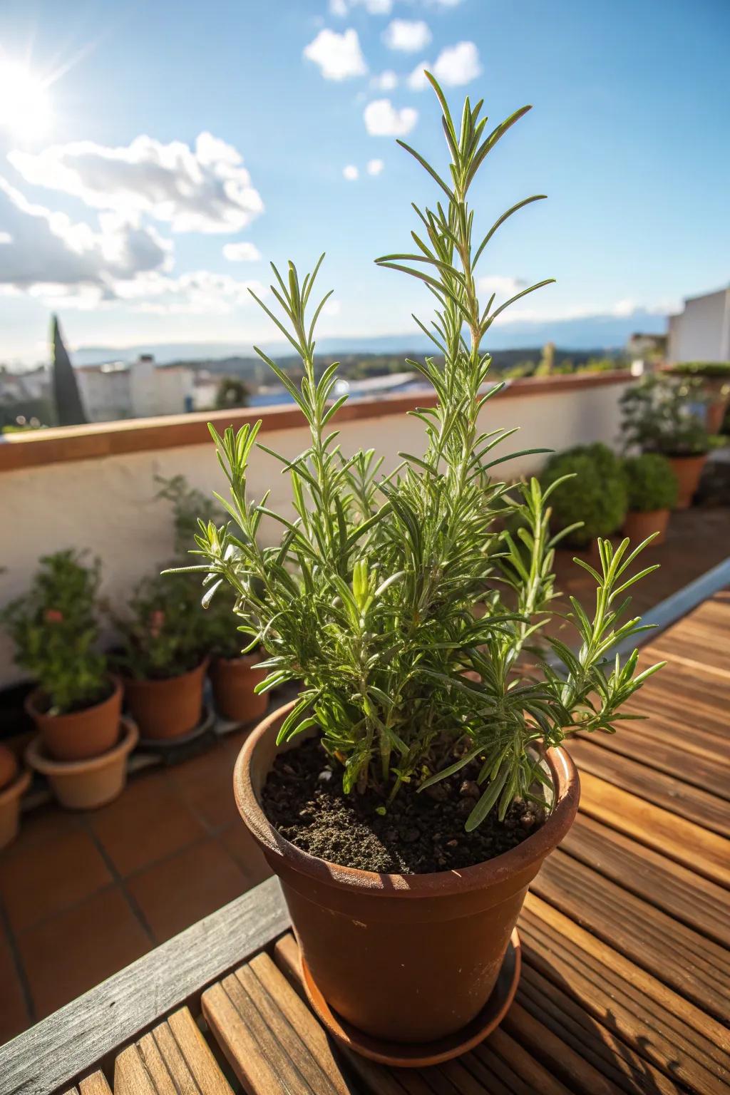 Hardy rosemary thrives in full sun, offering both beauty and utility.