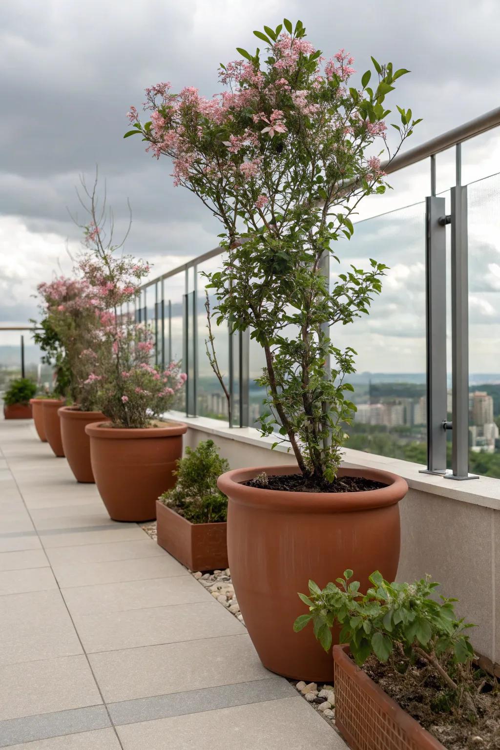 Container gardens come alive with the vibrant colors of loropetalum.