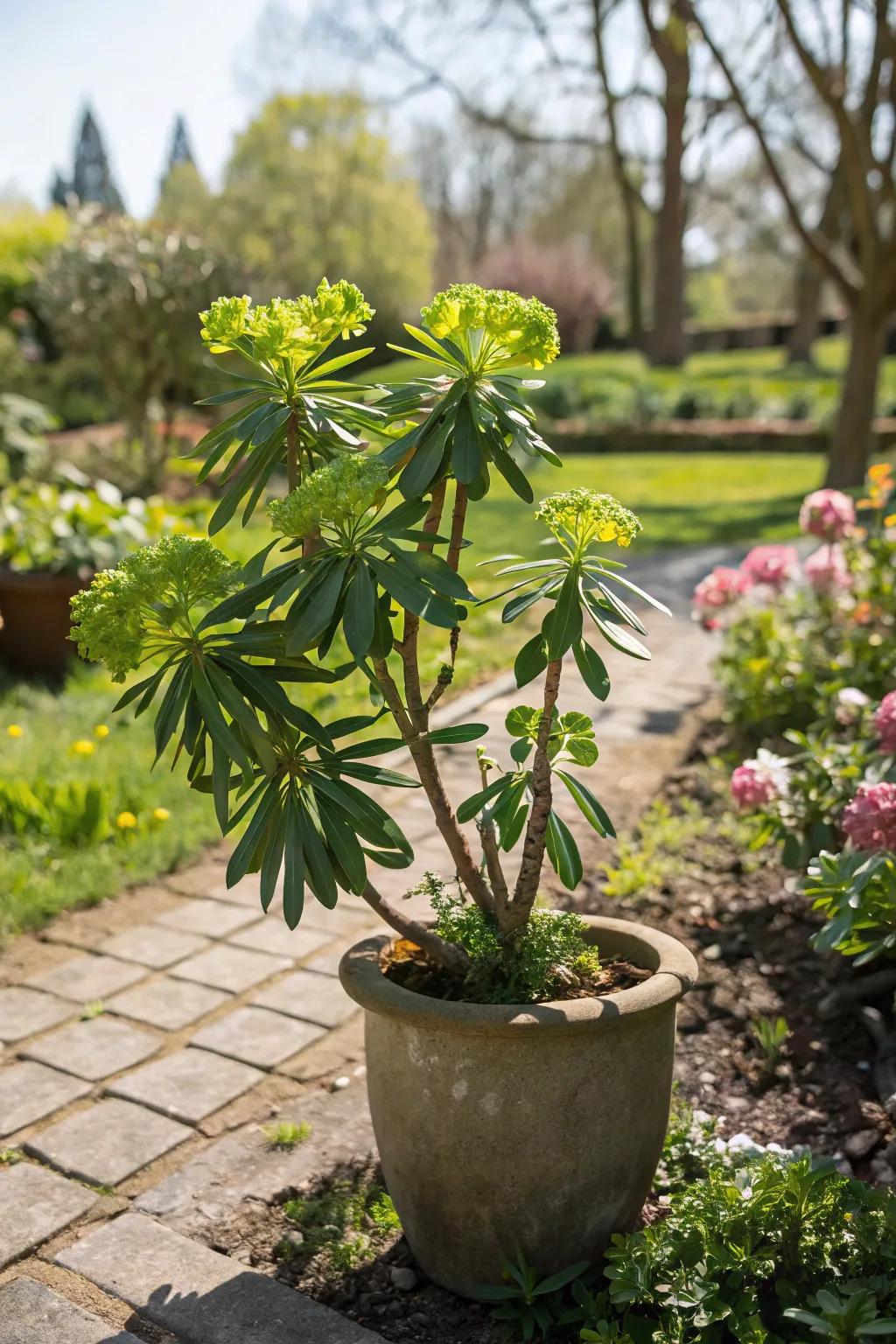 Euphorbia adds texture and interest with its unique foliage.