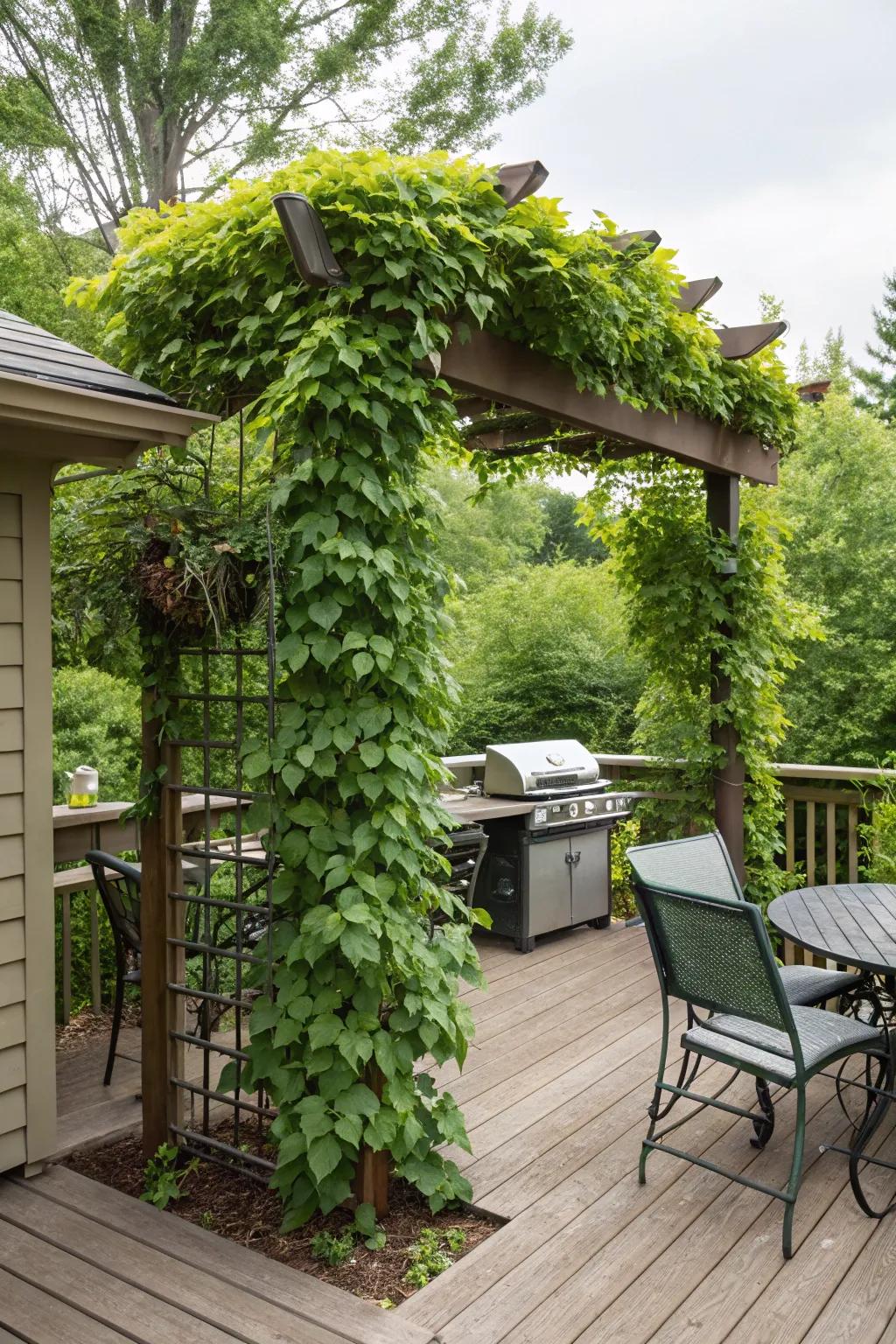 A trellis with climbing vines offers a natural and serene shaded area.