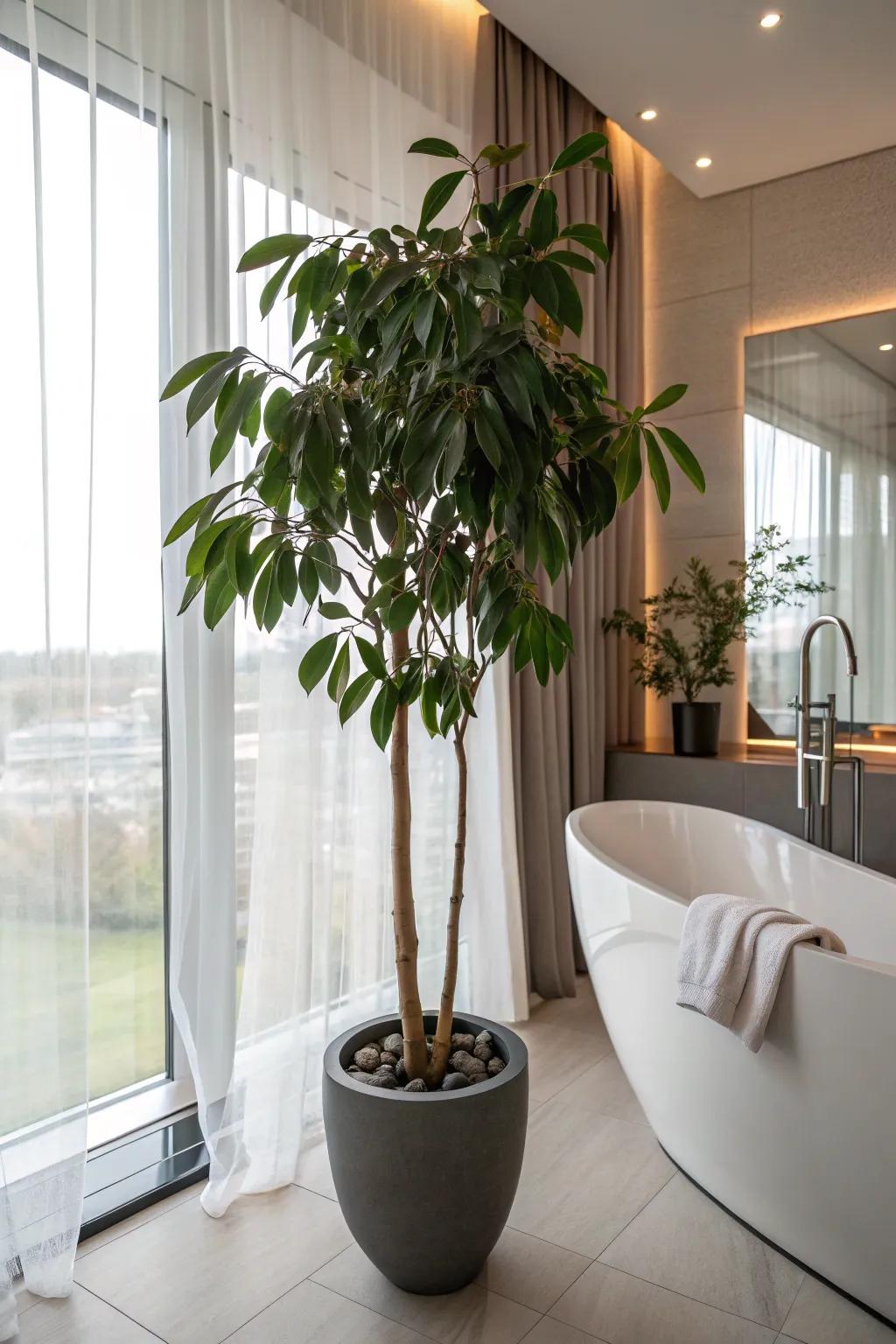 Rubber Trees add a bold and sophisticated touch to bathrooms.