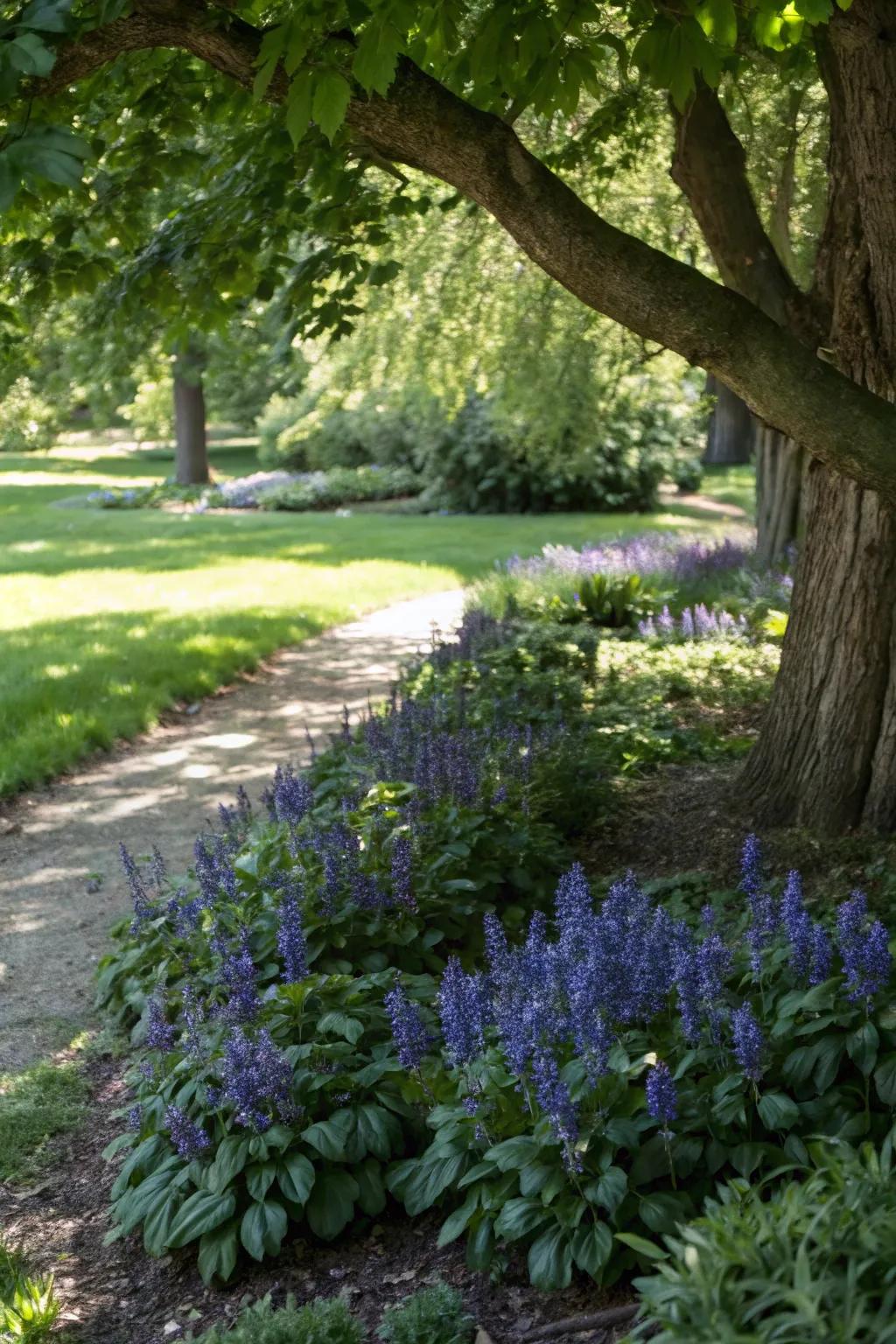 Ajuga provides rich groundcover under trees.