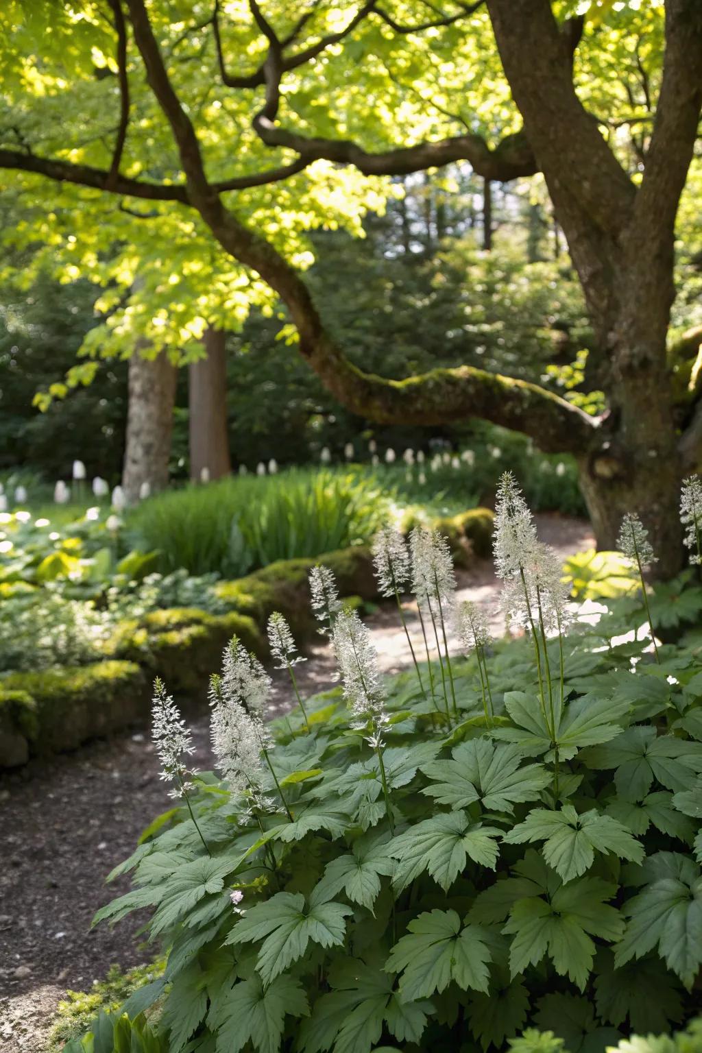 Tiarella provides unique foliage in shaded gardens.