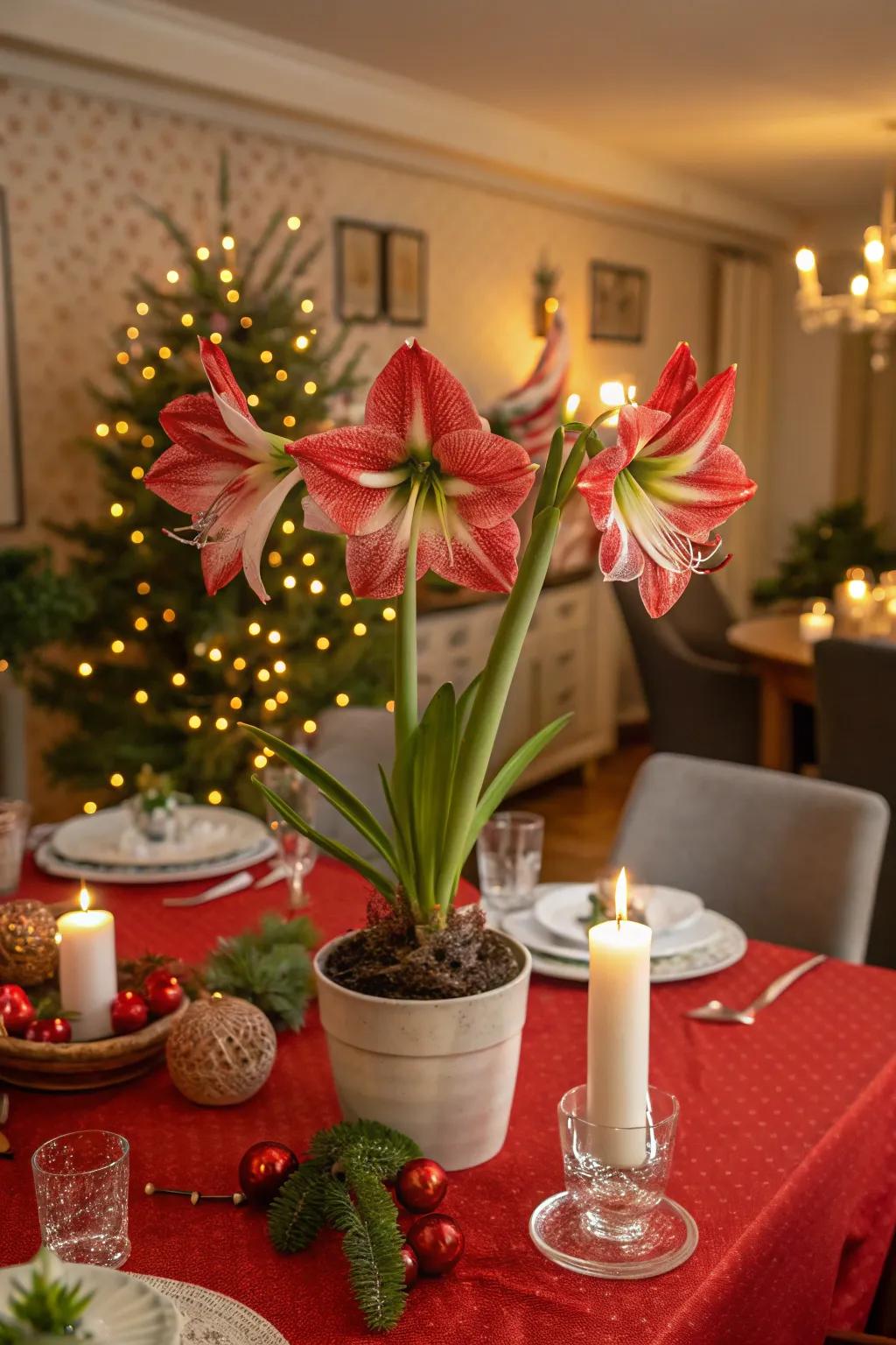 Elegant amaryllis blooms make a stunning holiday centerpiece.