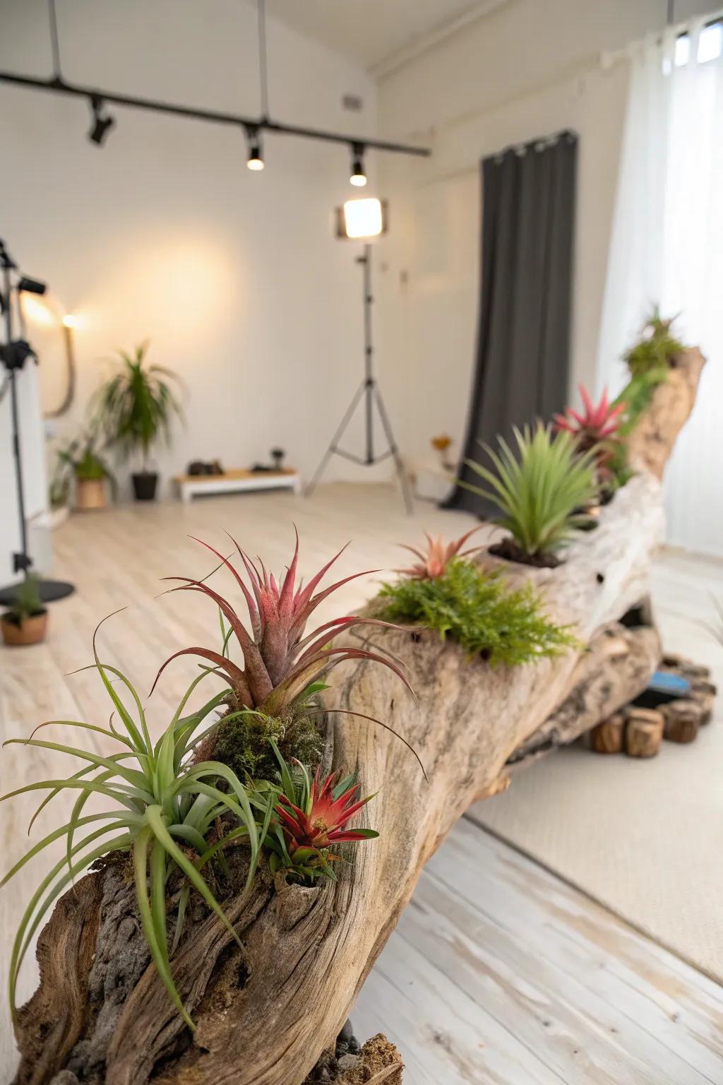 Artistic driftwood planter showcasing air plants, enhancing a studio's ambiance.