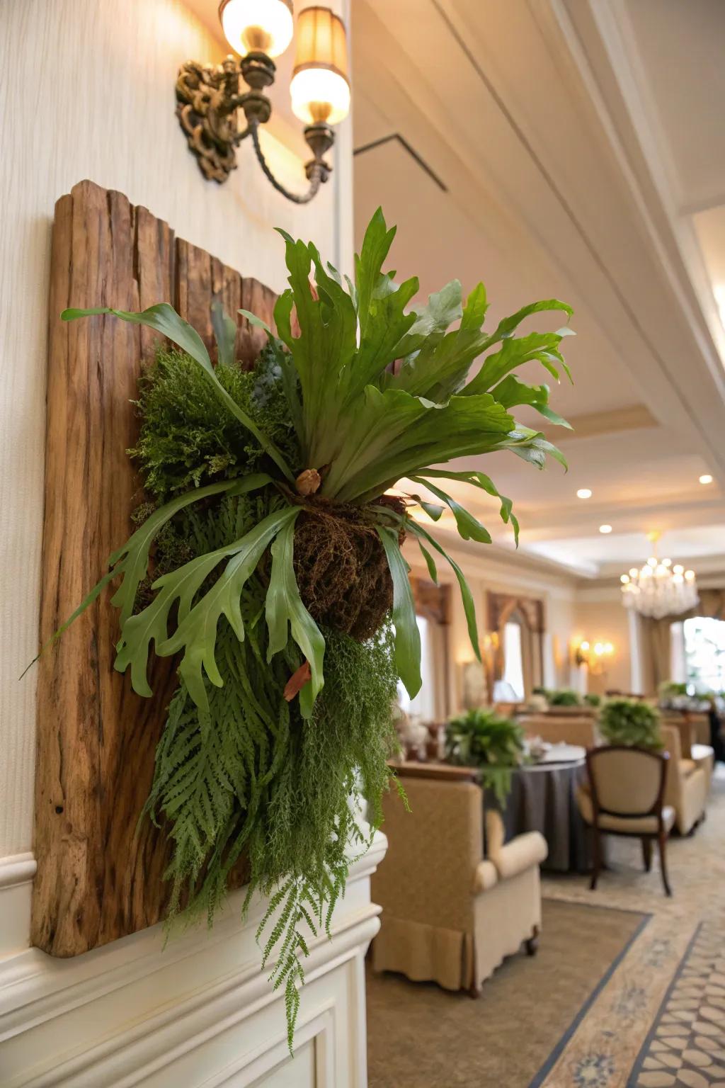 A staghorn fern mounted on a durable cedar board.