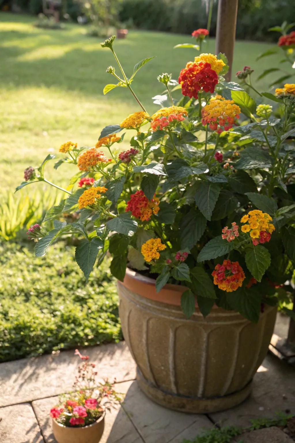 Lantana's vibrant blossoms make it a magnet for butterflies.