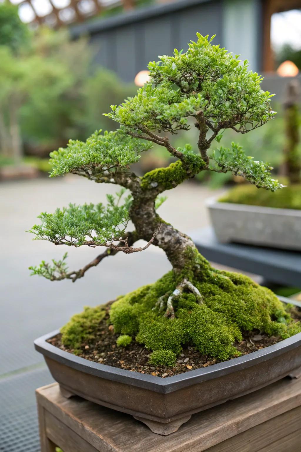 A charming bonsai tree with vibrant java moss, creating a miniature forest scene.